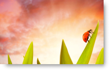 Ladybug on a Blade of Grass