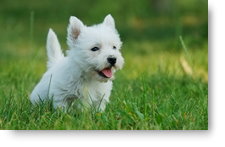 Westie Puppy
